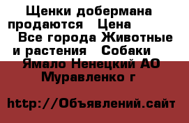 Щенки добермана  продаются › Цена ­ 45 000 - Все города Животные и растения » Собаки   . Ямало-Ненецкий АО,Муравленко г.